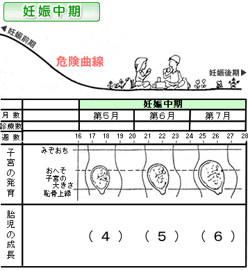 妊娠中期