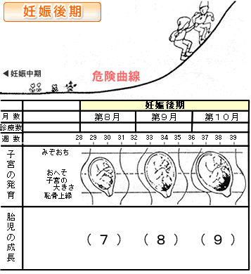 妊娠後期