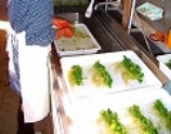 画像：培養苗洗浄