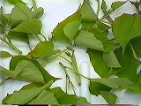 画像：粗調整前のさつまいもの芽