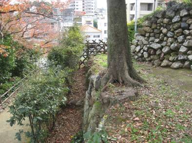 図:孕みの原因となっている樹木
