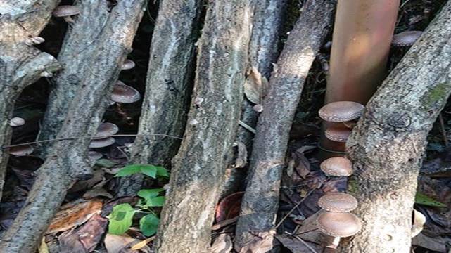 siitake