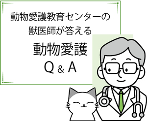 Q&A