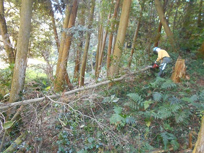 伐採
