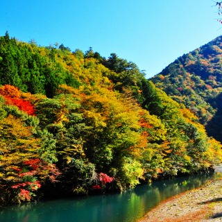 秋の山の様子