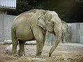 新「浜松市」誕生記念　動物園サマーフェスタ