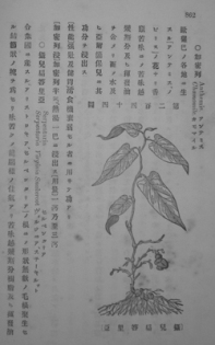 七科約説