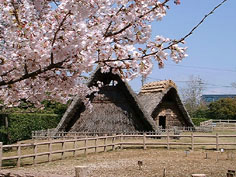 桜の風景
